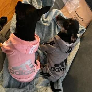 Meet your Posher, Cecilia